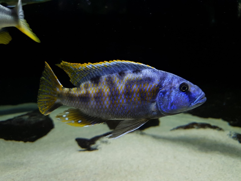 Tyrannochromis nigriventer